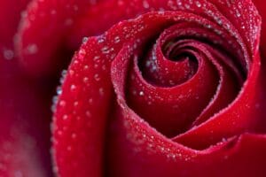 rose   x